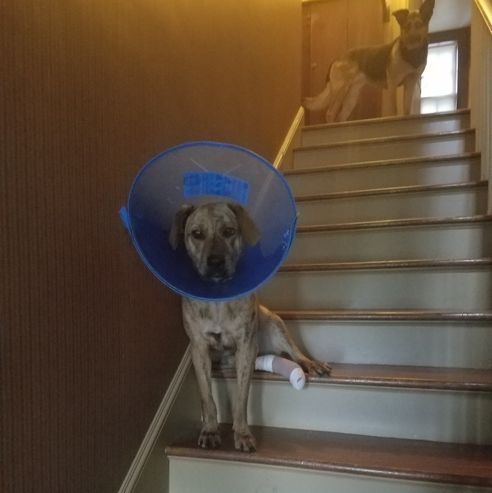 BROKEN PUPPY SALE